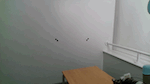 ”animated”